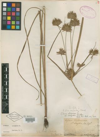 To New York Botanical Garden Steere Herbarium (Cyperus michauxianus elongatus NY11680 type 1)