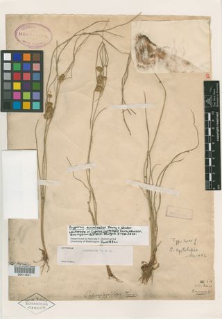 To New York Botanical Garden Steere Herbarium (Cyperus cyrtolepis NY11641 lectotype 1)