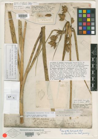 To New York Botanical Garden Steere Herbarium (Scirpus maritimus var. fluviatilis NY7158 lectotype 1)