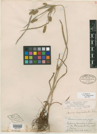 To New York Botanical Garden Steere Herbarium (Cyperus flavomariscus NY11718 type 1)