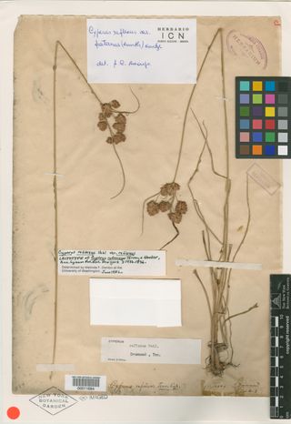 To New York Botanical Garden Steere Herbarium (Cyperus rufescens NY11694 lectotype 1)