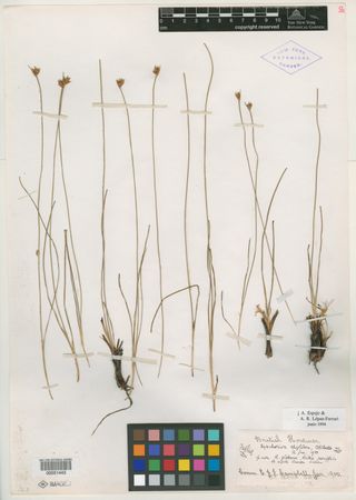 To New York Botanical Garden Steere Herbarium (Rhynchospora epiglobosa NY51443 type 1)