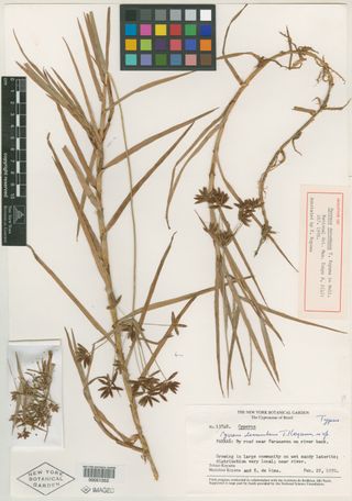 To New York Botanical Garden Steere Herbarium (Cyperus decumbens NY51353 holotype 1)