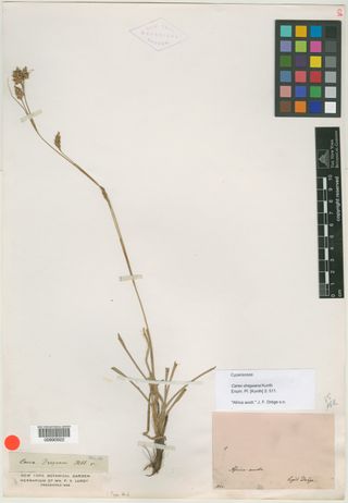 To New York Botanical Garden Steere Herbarium (Carex dregeana NY990922 type 1)