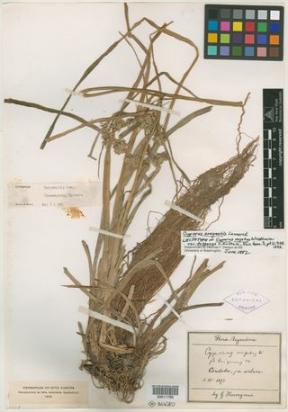 To New York Botanical Garden Steere Herbarium (Cyperus vegetus NY11780 lectotype 1)