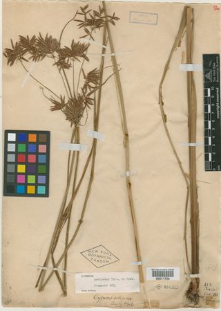 To New York Botanical Garden Steere Herbarium (Cyperus setigerus NY11704 type 1)