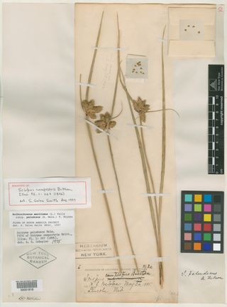 To New York Botanical Garden Steere Herbarium (Scirpus campestris NY51618 type 1)