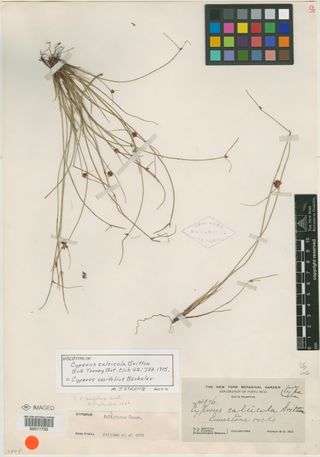 To New York Botanical Garden Steere Herbarium (Cyperus calcicola NY11733 holotype 1)