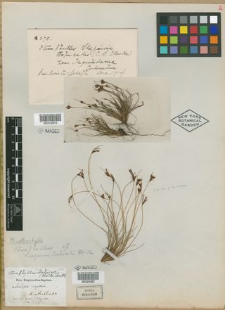 To New York Botanical Garden Steere Herbarium (Bulbostylis glaziovii NY25067 type 1)