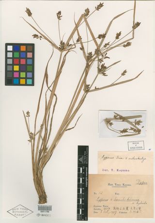 To New York Botanical Garden Steere Herbarium (Cyperus borealikiiensis NY11788 type 1)