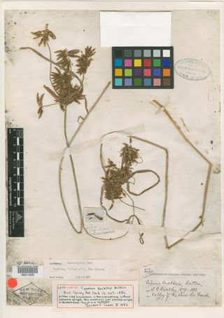 To New York Botanical Garden Steere Herbarium (Cyperus buckleyi NY11635 lectotype 1)