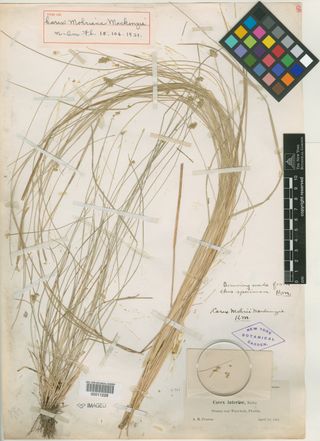 To New York Botanical Garden Steere Herbarium (Carex mohriana NY11228 type 1)