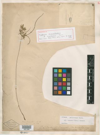 To New York Botanical Garden Steere Herbarium (Cyperus microdontus NY11682 holotype 1)