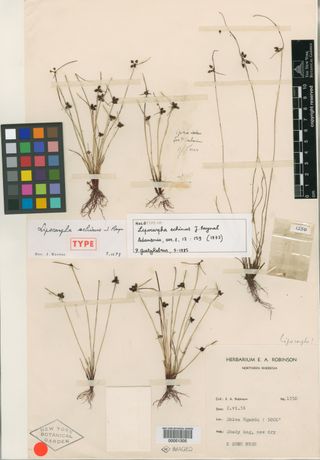 To New York Botanical Garden Steere Herbarium (Cyperus echinus NY51305 holotype 1)