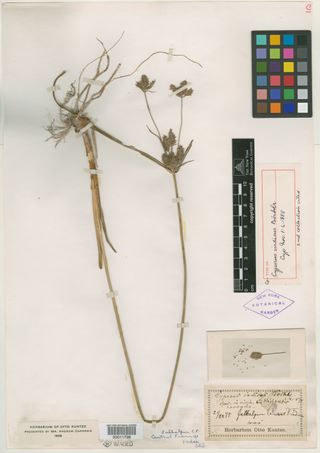 To New York Botanical Garden Steere Herbarium (Cyperus indicus NY11798 type 1)