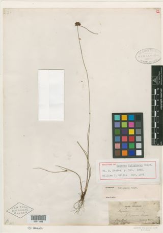 To New York Botanical Garden Steere Herbarium (Cyperus fuligineus NY11656 holotype 1)