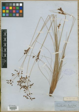 To New York Botanical Garden Steere Herbarium (Bulbostylis fendleri NY7487 type 1)