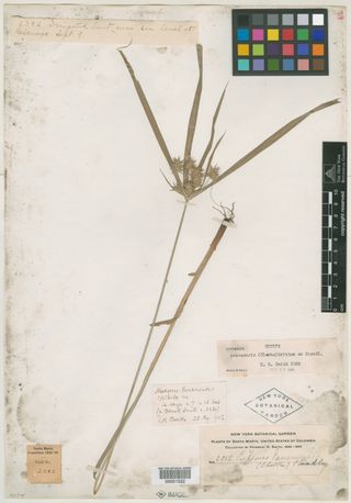 To New York Botanical Garden Steere Herbarium (Cyperus panamensis NY51322 type 1)