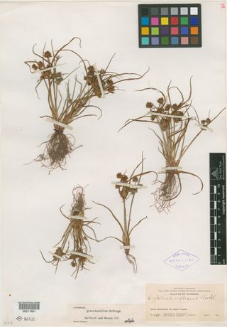 To New York Botanical Garden Steere Herbarium (Cyperus granitophilus NY11661 type 1)