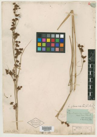 To New York Botanical Garden Steere Herbarium (Rhynchospora paniculata NY51415 lectotype 1)