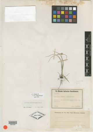 To New York Botanical Garden Steere Herbarium (Scirpus hahnii NY51687 type 1)