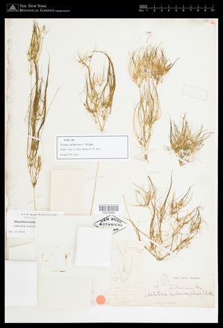 To New York Botanical Garden Steere Herbarium (Scirpus submersus NY3376994 type 1)