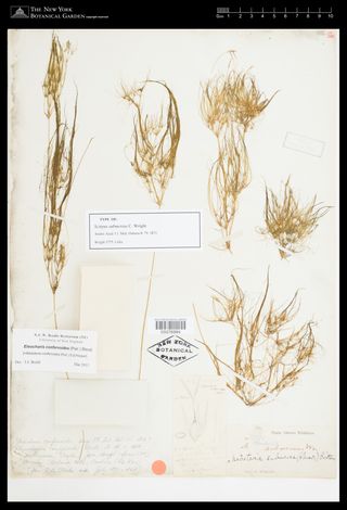 To New York Botanical Garden Steere Herbarium (Scirpus submersus NY3376994 type 2)