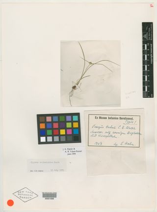 To New York Botanical Garden Steere Herbarium (Scirpus hahnii NY51688 type 1)