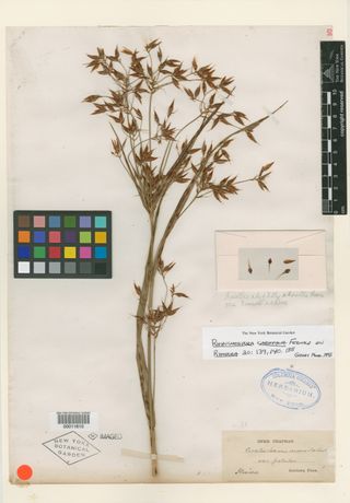 To New York Botanical Garden Steere Herbarium (Ceratoschoenus macrostachys NY11610 type 1)