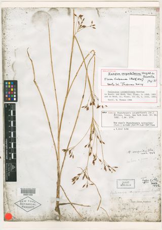 To New York Botanical Garden Steere Herbarium (Scirpus corymbiferus NY51459 holotype 1)