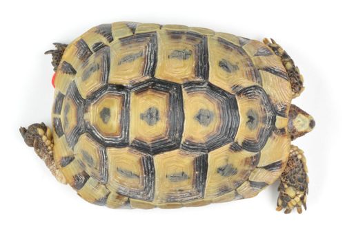 Dossière Testudo graeca graeca