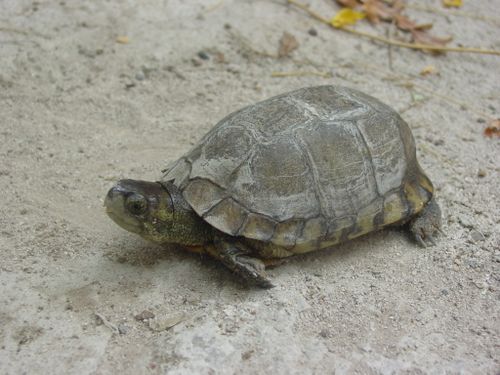 Dossière Terrapene coahuila