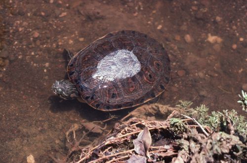 Trachemys nebulosa nebulosa