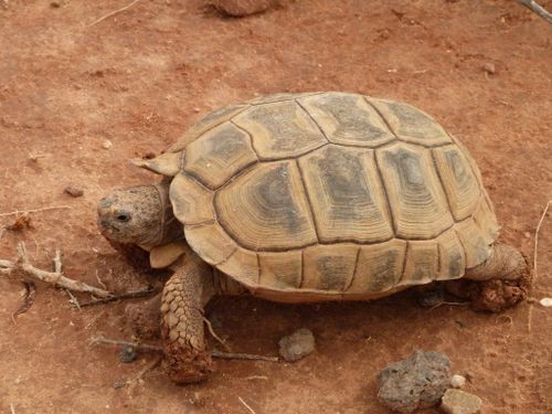 Dossière Chelonoidis chilensis