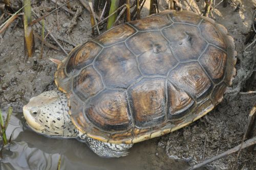 Dossière Malaclemys terrapin littoralis