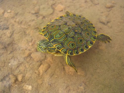 Juvénile Trachemys venusta iversoni