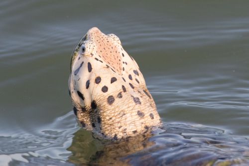 Tête Malaclemys terrapin littoralis