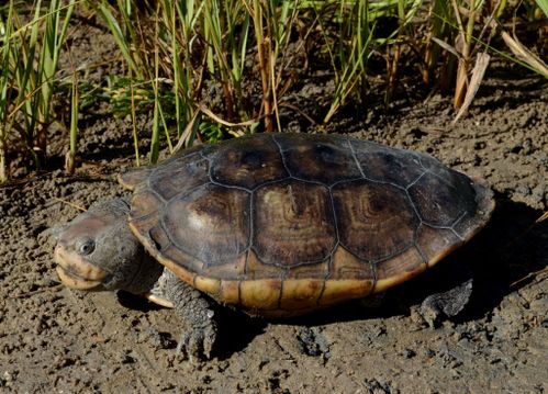 Malaclemys terrapin littoralis