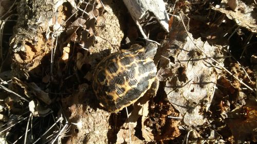 Dossière Pyxis arachnoides oblonga