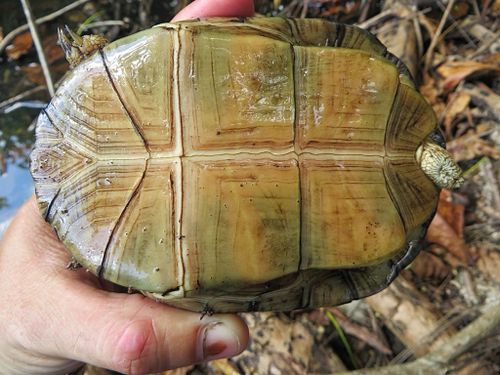 Plastron Pelusios castanoides intergularis