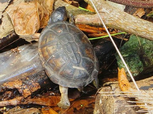 Dossière Pelusios castanoides intergularis