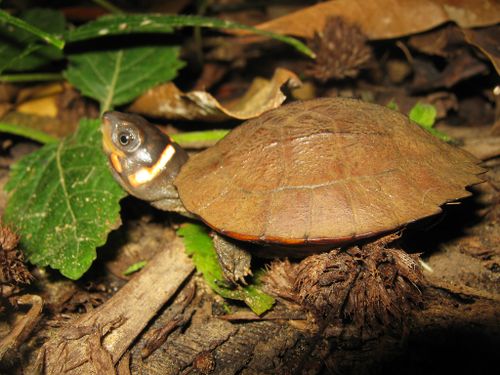 Juvénile Siebenrockiella leytensis