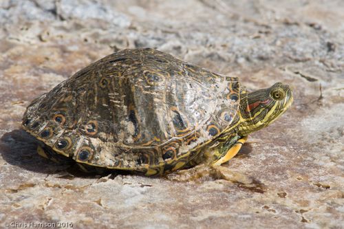 Trachemys taylori