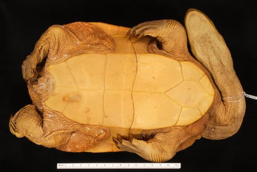 Plastron Chelodina rugosa