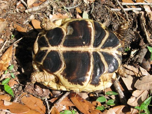 Plastron Testudo horsfieldii