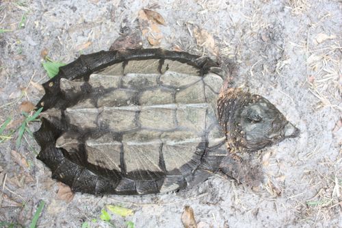 Dossière Macrochelys suwanniensis