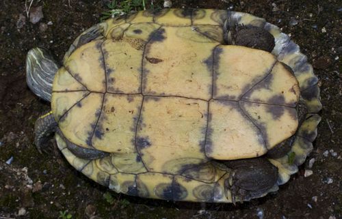 Plastron Trachemys terrapen