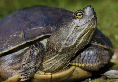 Tête Trachemys terrapen