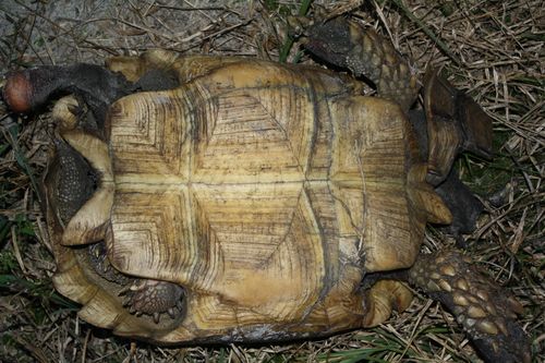 Plastron Centrochelys sulcata