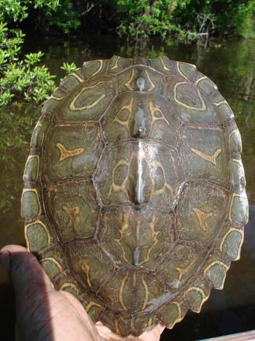 Dossière Graptemys flavimaculata